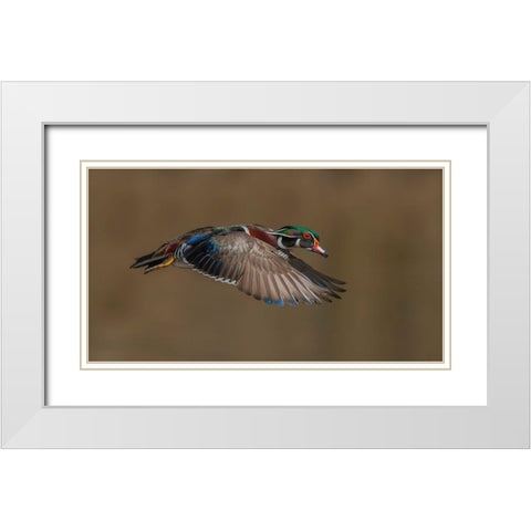 Wood Duck-Male In-Flight White Modern Wood Framed Art Print with Double Matting by A, Salman