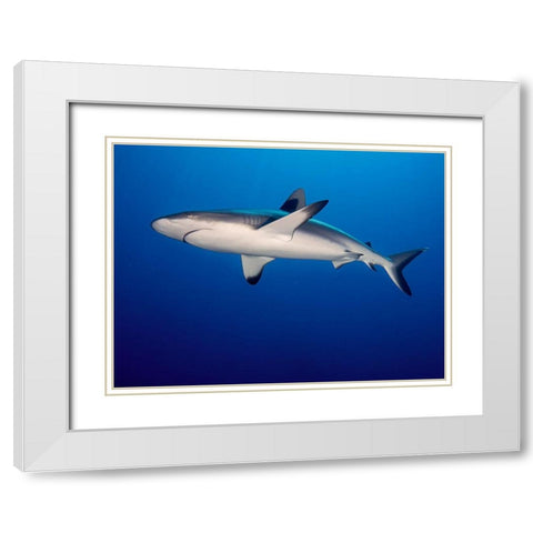 Grey Reef Shark (Carcharhinus Amblyrhynchos) White Modern Wood Framed Art Print with Double Matting by Ben Tov, Ilan