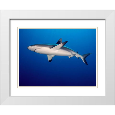 Grey Reef Shark (Carcharhinus Amblyrhynchos) White Modern Wood Framed Art Print with Double Matting by Ben Tov, Ilan