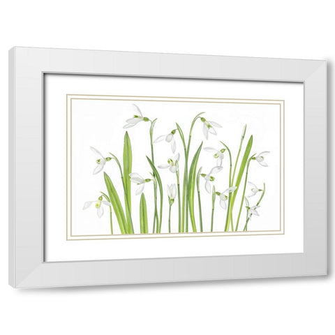 First Snowdrops White Modern Wood Framed Art Print with Double Matting by Disher, Mandy
