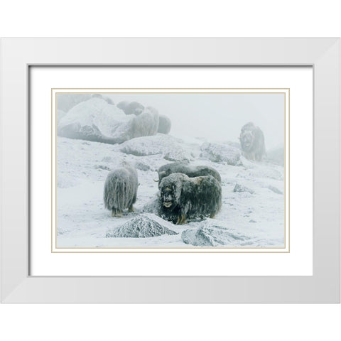 Musk Ox-Between The Fog And Frost White Modern Wood Framed Art Print with Double Matting by Damico, Giuseppe