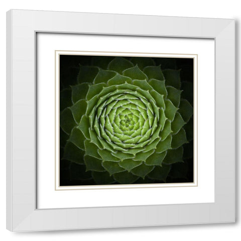 Succulent White Modern Wood Framed Art Print with Double Matting by Mozqueda, Victor