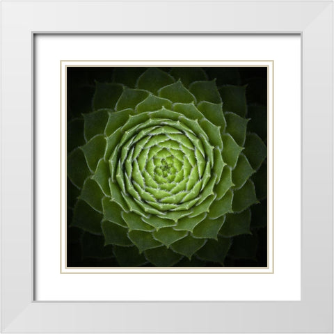 Succulent White Modern Wood Framed Art Print with Double Matting by Mozqueda, Victor