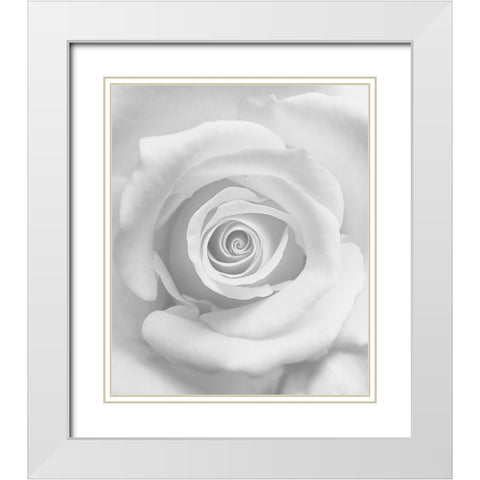 The Rose White Modern Wood Framed Art Print with Double Matting by Lagaa, Kahar
