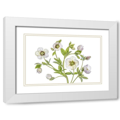 Hellebore White Modern Wood Framed Art Print with Double Matting by Disher, Mandy