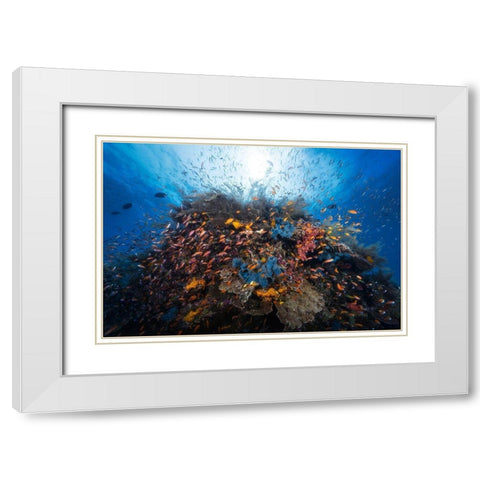 Life Explosion White Modern Wood Framed Art Print with Double Matting by Gabriel, Barathieu