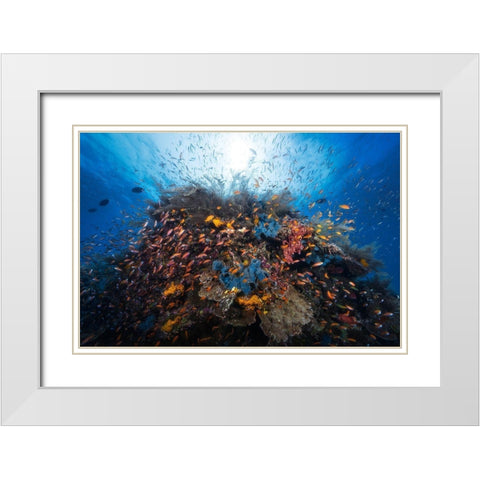 Life Explosion White Modern Wood Framed Art Print with Double Matting by Gabriel, Barathieu