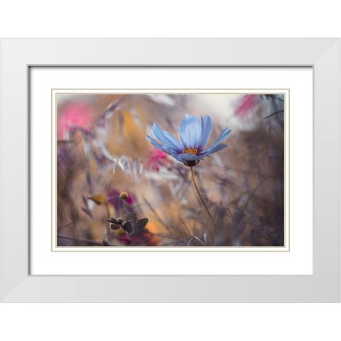 Things That Flowers Tell White Modern Wood Framed Art Print with Double Matting by Bravin, Fabien