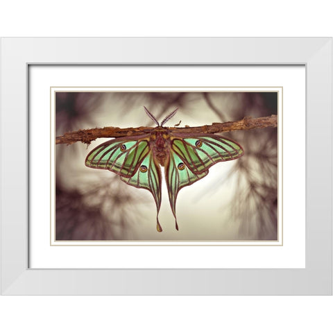 Mariposa Isabelina White Modern Wood Framed Art Print with Double Matting by Hoffman, Jimmy