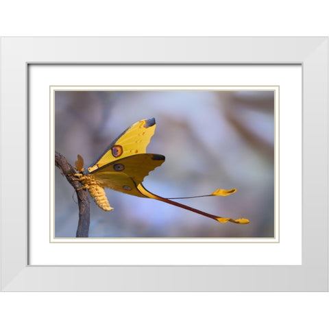 Comet Moth White Modern Wood Framed Art Print with Double Matting by Hoffman, Jimmy