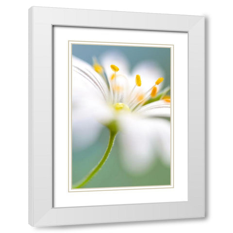 Stitchwort Surprise White Modern Wood Framed Art Print with Double Matting by Disher, Mandy