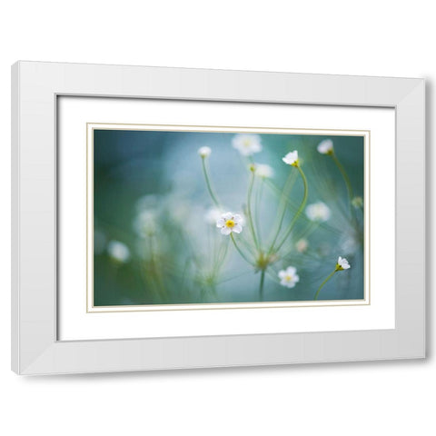 Rock Jasmine White Modern Wood Framed Art Print with Double Matting by Parker, Jacky