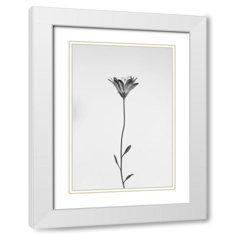 Daisy White Modern Wood Framed Art Print with Double Matting by Lagandre Transgressed, Thierry