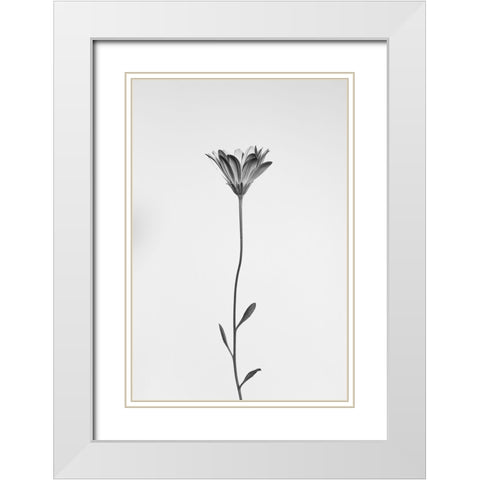 Daisy White Modern Wood Framed Art Print with Double Matting by Lagandre Transgressed, Thierry