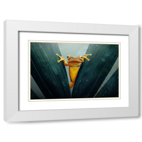 Gold Frog White Modern Wood Framed Art Print with Double Matting by Priyadi, Andri