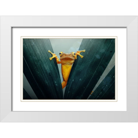 Gold Frog White Modern Wood Framed Art Print with Double Matting by Priyadi, Andri