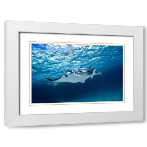 Manta Ray White Modern Wood Framed Art Print with Double Matting by Gabriel, Barathieu