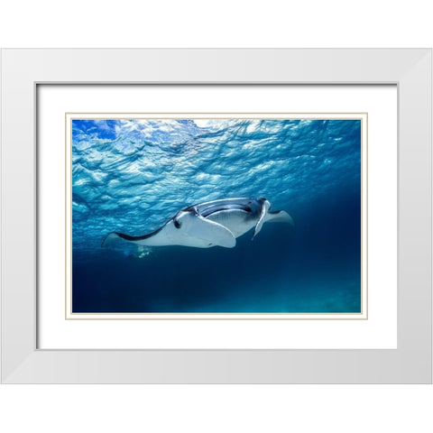 Manta Ray White Modern Wood Framed Art Print with Double Matting by Gabriel, Barathieu