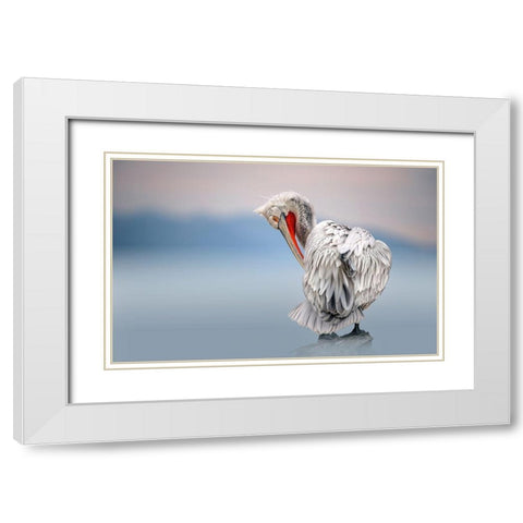Dalmatian Pelican At Dawn White Modern Wood Framed Art Print with Double Matting by Ortega, Xavier