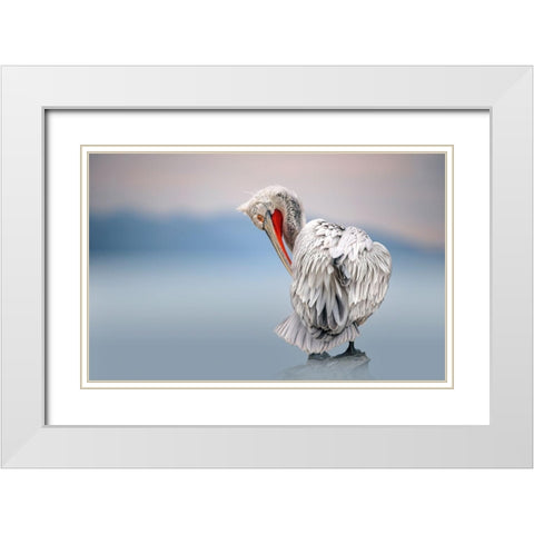 Dalmatian Pelican At Dawn White Modern Wood Framed Art Print with Double Matting by Ortega, Xavier