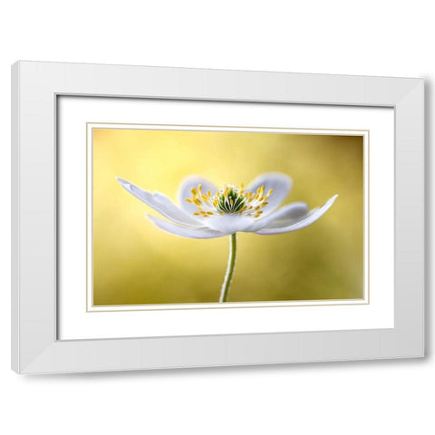Wood Anemone White Modern Wood Framed Art Print with Double Matting by Disher, Mandy
