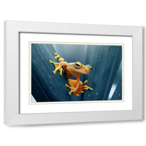 Frog - The Gold White Modern Wood Framed Art Print with Double Matting by Priyadi, Andri