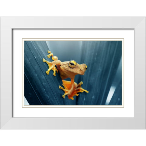 Frog - The Gold White Modern Wood Framed Art Print with Double Matting by Priyadi, Andri