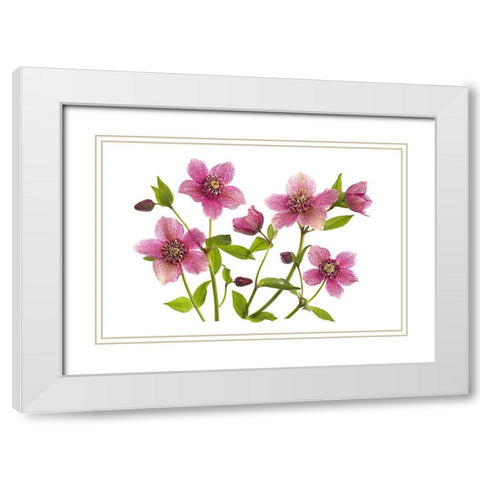 Helleborus X Hybridus Tutu White Modern Wood Framed Art Print with Double Matting by Parker, Jacky