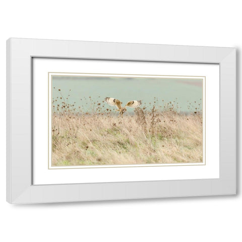 Hunting Short Eared Owl White Modern Wood Framed Art Print with Double Matting by Meswani, Prashant