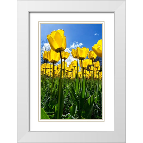 Tulipani White Modern Wood Framed Art Print with Double Matting by Ravasco, Lorenzo