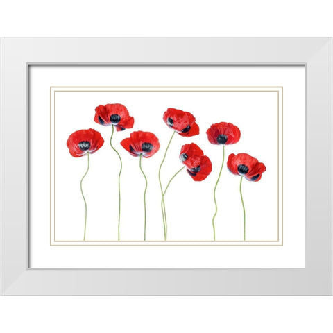 Ladybird Poppies White Modern Wood Framed Art Print with Double Matting by Disher, Mandy