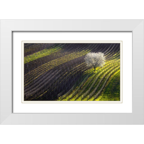 Strings Of Spring White Modern Wood Framed Art Print with Double Matting by Sokolovsky, Vlad