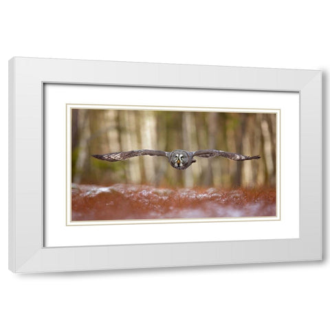 Great Grey Owl White Modern Wood Framed Art Print with Double Matting by Zygmunt, Milan