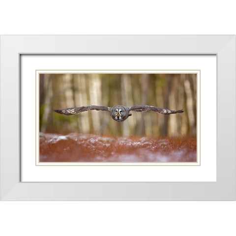 Great Grey Owl White Modern Wood Framed Art Print with Double Matting by Zygmunt, Milan