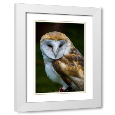 Tawny White Modern Wood Framed Art Print with Double Matting by Bozzard, Edward