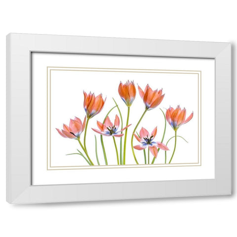 Apricot Tulips White Modern Wood Framed Art Print with Double Matting by Disher, Mandy