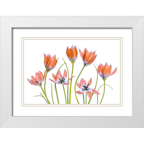 Apricot Tulips White Modern Wood Framed Art Print with Double Matting by Disher, Mandy