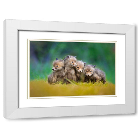 ... Little Explorers ... White Modern Wood Framed Art Print with Double Matting by Gerec, Pali
