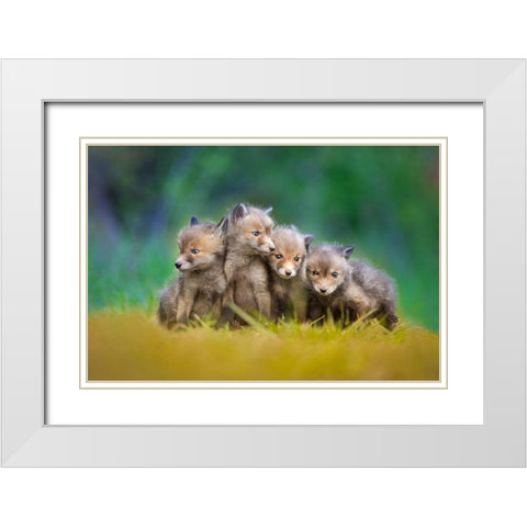 ... Little Explorers ... White Modern Wood Framed Art Print with Double Matting by Gerec, Pali