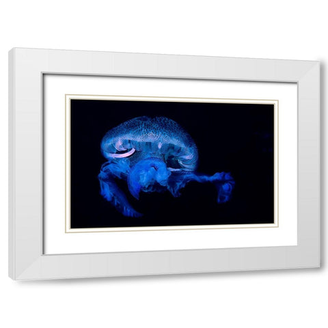 Pelagia Noctiluca 2 White Modern Wood Framed Art Print with Double Matting by Molinari, Romano