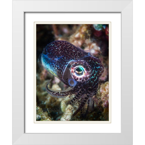 Baby Cuttlefish White Modern Wood Framed Art Print with Double Matting by Gabriel, Barathieu