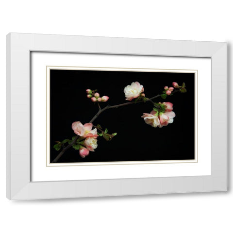 Manzano Silvestre En Flor White Modern Wood Framed Art Print with Double Matting by Rodriguez Maldonado, Antonio