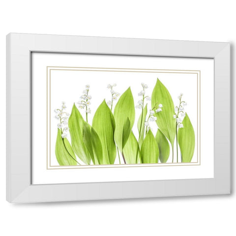 Lily Of The Valley White Modern Wood Framed Art Print with Double Matting by Disher, Mandy