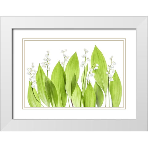 Lily Of The Valley White Modern Wood Framed Art Print with Double Matting by Disher, Mandy