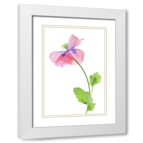 Poppy White Modern Wood Framed Art Print with Double Matting by Disher, Mandy