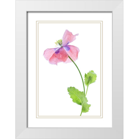 Poppy White Modern Wood Framed Art Print with Double Matting by Disher, Mandy