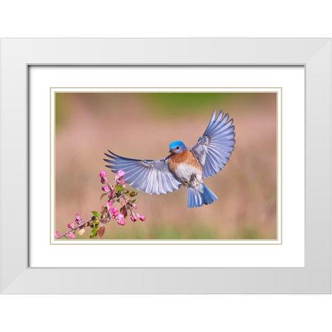 Colorful Spring White Modern Wood Framed Art Print with Double Matting by Luo, Jim