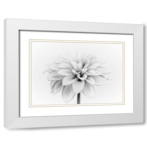 White Dahlia White Modern Wood Framed Art Print with Double Matting by Gronkjar, Lotte
