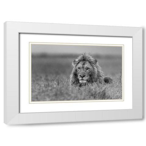 Lion White Modern Wood Framed Art Print with Double Matting by Damico, Giuseppe
