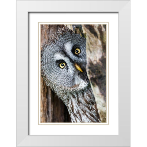 Whos There White Modern Wood Framed Art Print with Double Matting by Concepcion Alvarado, Jesus